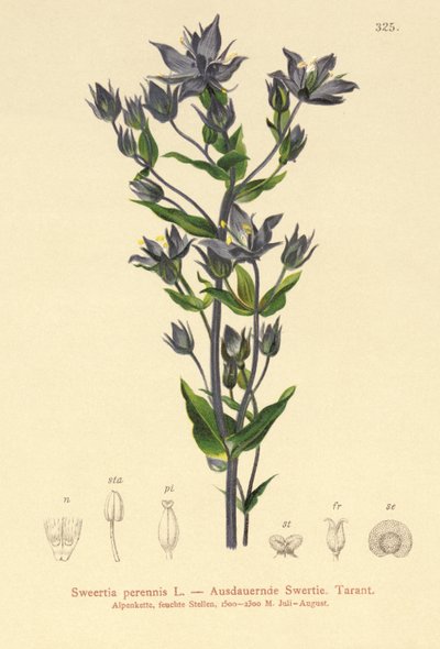 Felwort by German School